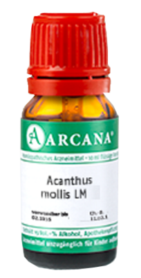 ACANTHUS mollis LM 20 Dilution