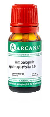 AMPELOPSIS quinquefolia LM 5 Dilution